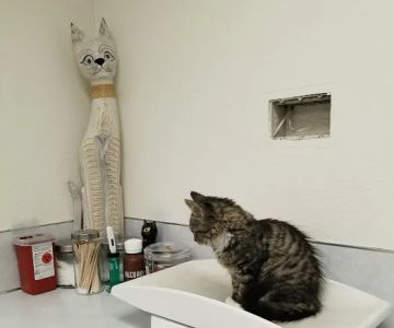 Avenue Veterinary Clinic