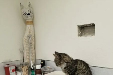 Avenue Veterinary Clinic