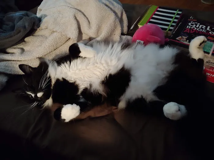 Tacoma Cat Hospital 12