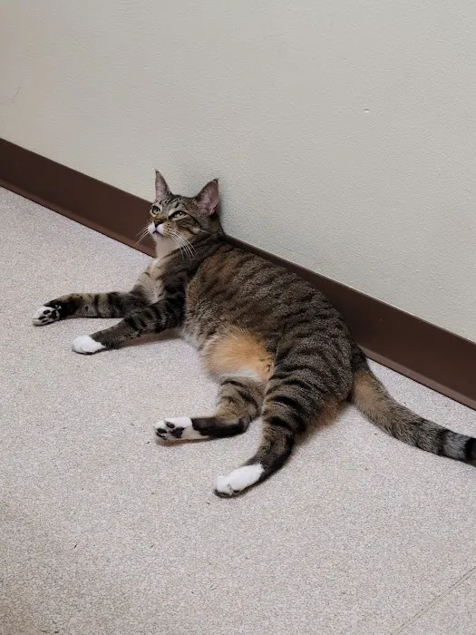 Tacoma Cat Hospital 12
