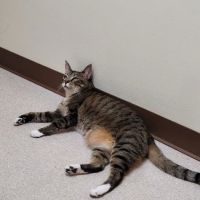 Tacoma Cat Hospital ico