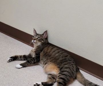 Tacoma Cat Hospital