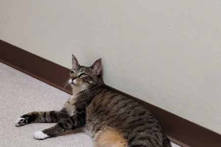 Tacoma Cat Hospital