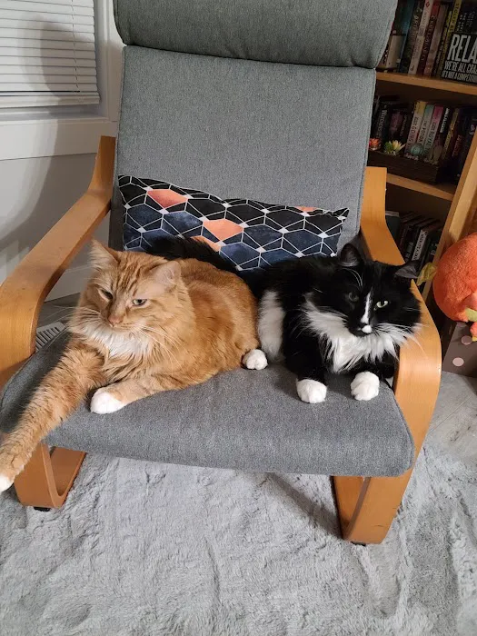 Tacoma Cat Hospital 12