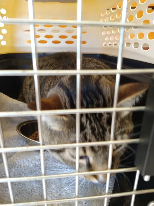 Tacoma Cat Hospital 12