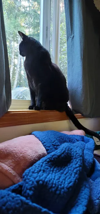 Tacoma Cat Hospital 12