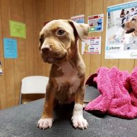 Kirbyville Veterinary Clinic ico