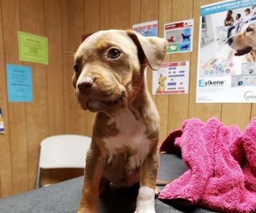 Kirbyville Veterinary Clinic