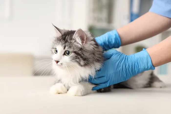 Neighborhood Veterinary Centers 12
