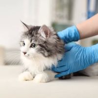 Neighborhood Veterinary Centers ico