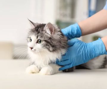 Neighborhood Veterinary Centers