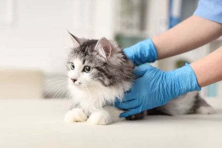 Neighborhood Veterinary Centers