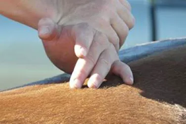 Equine Integrative Care 4