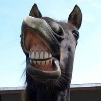 Equine Integrative Care ico