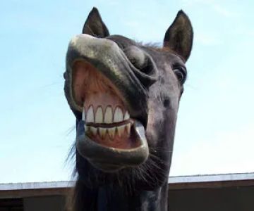 Equine Integrative Care