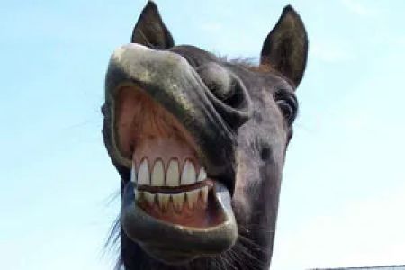 Equine Integrative Care