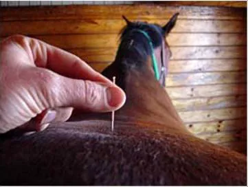 Equine Integrative Care 5