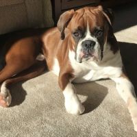 Deer Park Animal Hospital ico