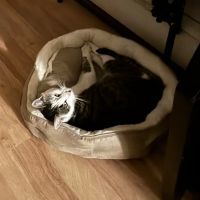 Park Hills Animal Hospital ico
