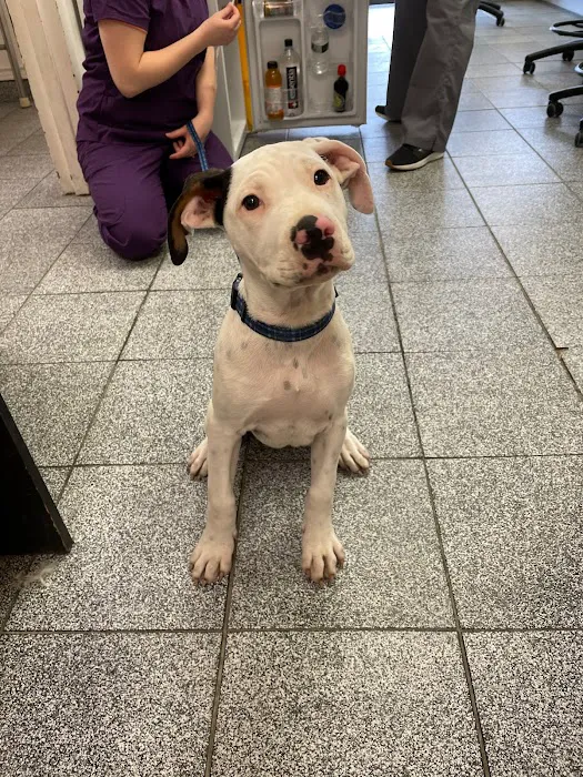 Commack Veterinary Center 12