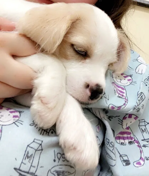 Commack Veterinary Center 12