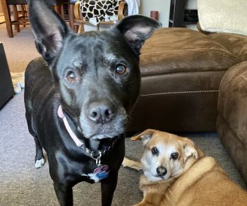 Smithtown Animal Hospital