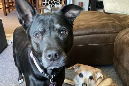Smithtown Animal Hospital