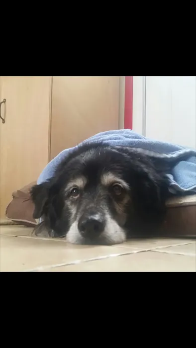 Smithtown Animal Hospital 12