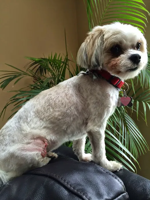 Kings Park Animal Hospital Inc 1