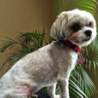 Kings Park Animal Hospital Inc ico