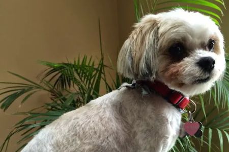 Kings Park Animal Hospital Inc