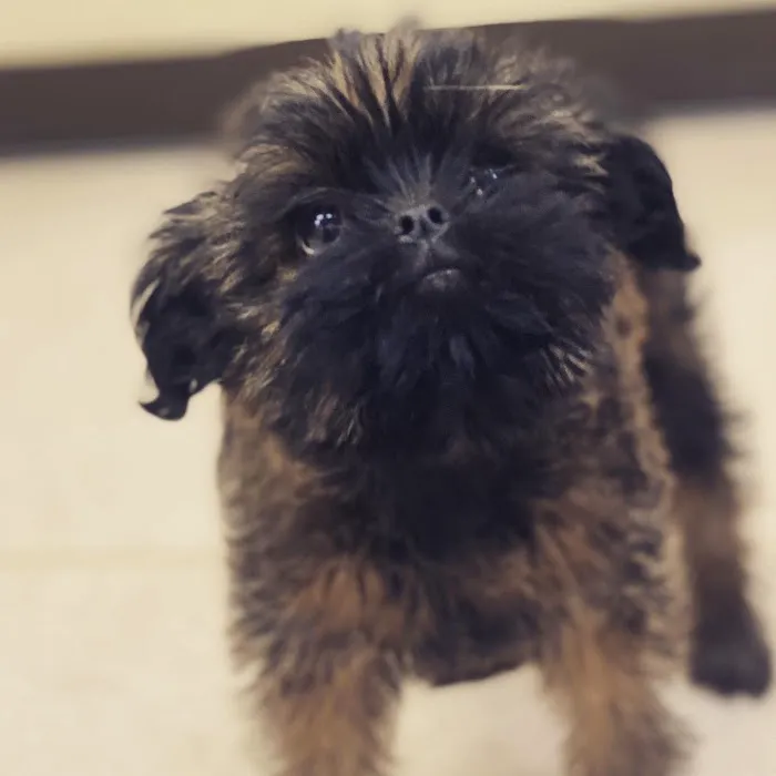 Smithtown Village Animal Hospital 12