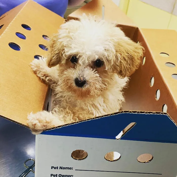 Smithtown Village Animal Hospital 12