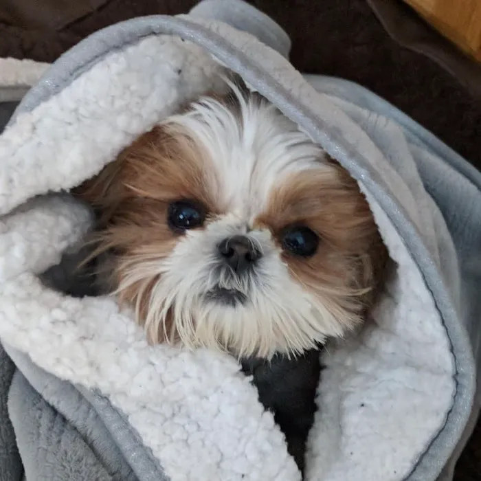 Smithtown Village Animal Hospital 12