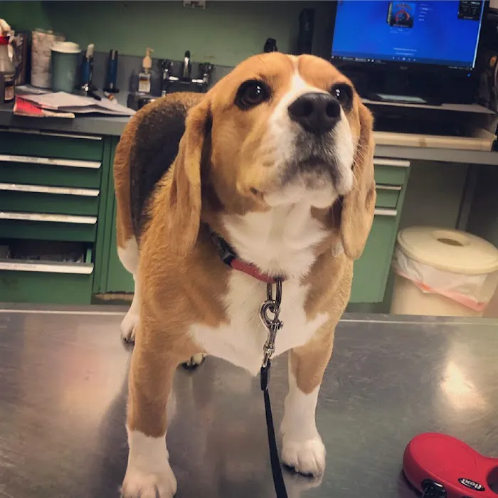 Smithtown Village Animal Hospital 12