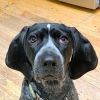 Smithtown Village Animal Hospital ico