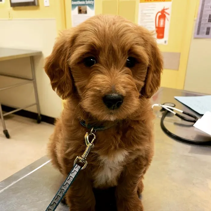 Smithtown Village Animal Hospital 12