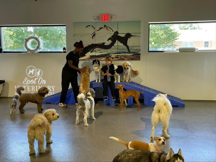 Spot On Veterinary Hospital 12