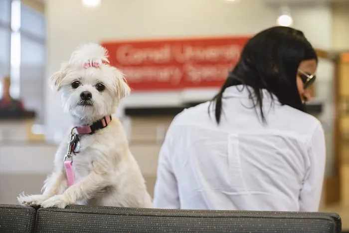 Cornell University Veterinary Specialists 2