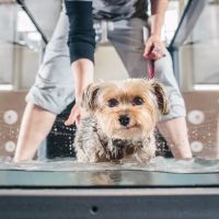 Cornell University Veterinary Specialists ico
