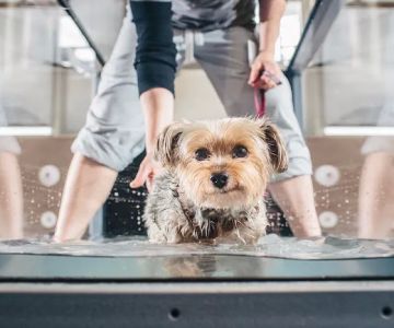 Cornell University Veterinary Specialists