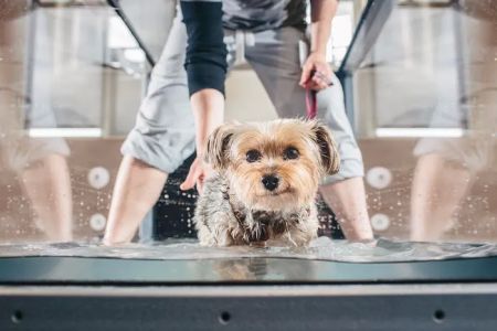 Cornell University Veterinary Specialists