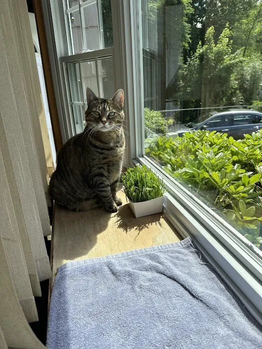 Just Cats 4