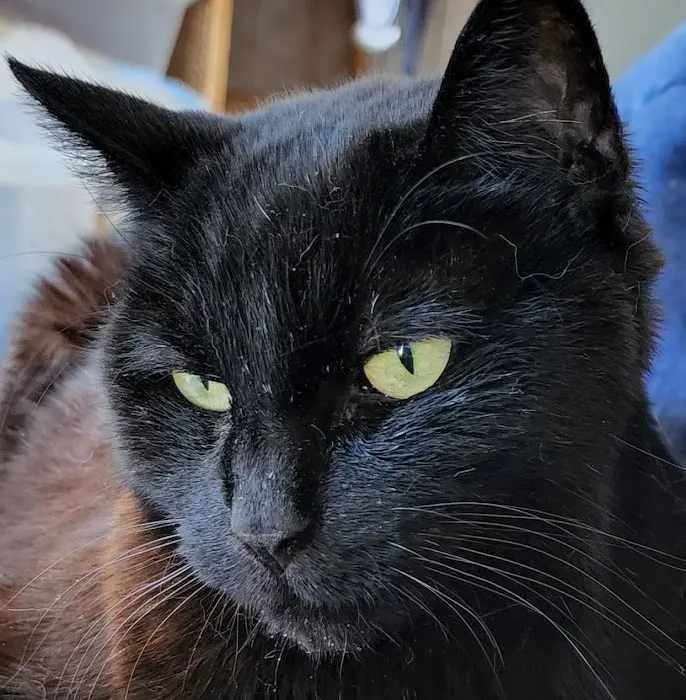Just Cats 5
