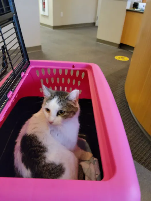 Just Cats 1
