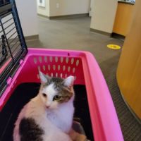 Just Cats ico