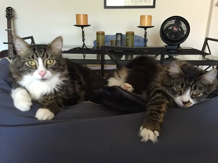 Just Cats 3