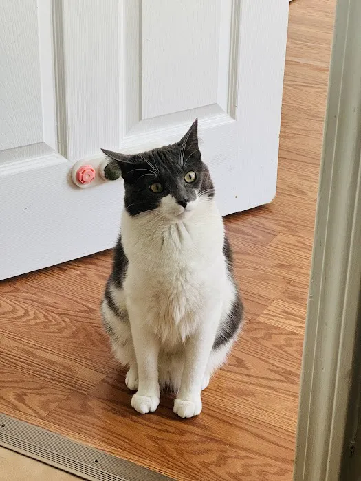 Just Cats 6