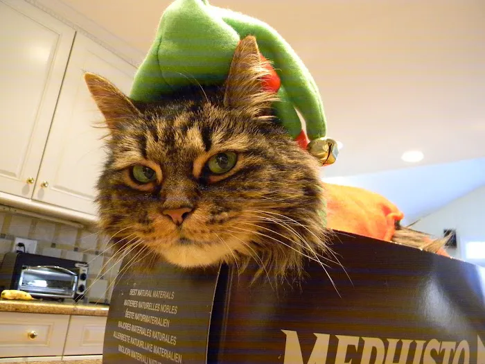 Just Cats 7