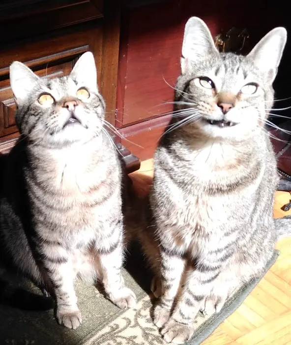 Just Cats 8